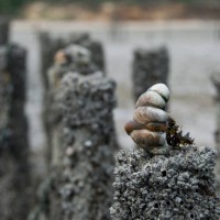 Slipper Limpet